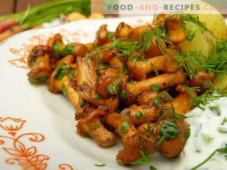 Champignons frits - les meilleures recettes. Comment bien cuire des  champignons frits.