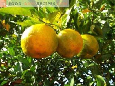 Huile de bergamote: propriétés et applications