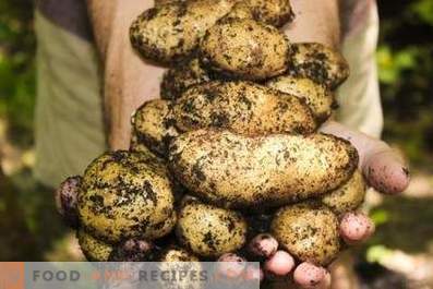 Pommes de terre: les avantages et les inconvénients pour le corps