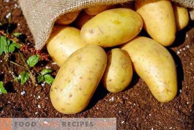 Examen des moyens peu coûteux de préconfigurer la préparation de pommes de terre pour lutter contre les maladies et les ravageurs