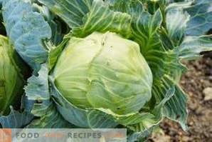 How to freeze white cabbage