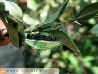 Le lépidocide est un médicament efficace contre les ravageurs dévoreurs de feuilles