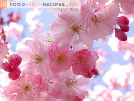 Confiture Sakura: comment cuisiner