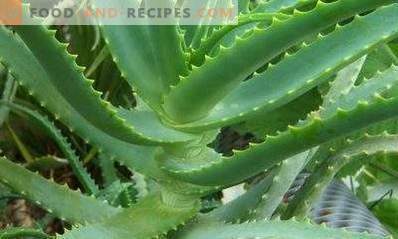 Comment conserver Aloe